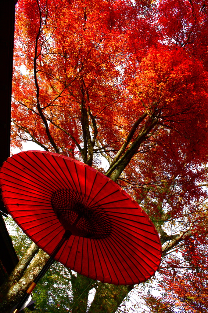 京都の秋