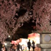 桜×神社×お祭り×デート