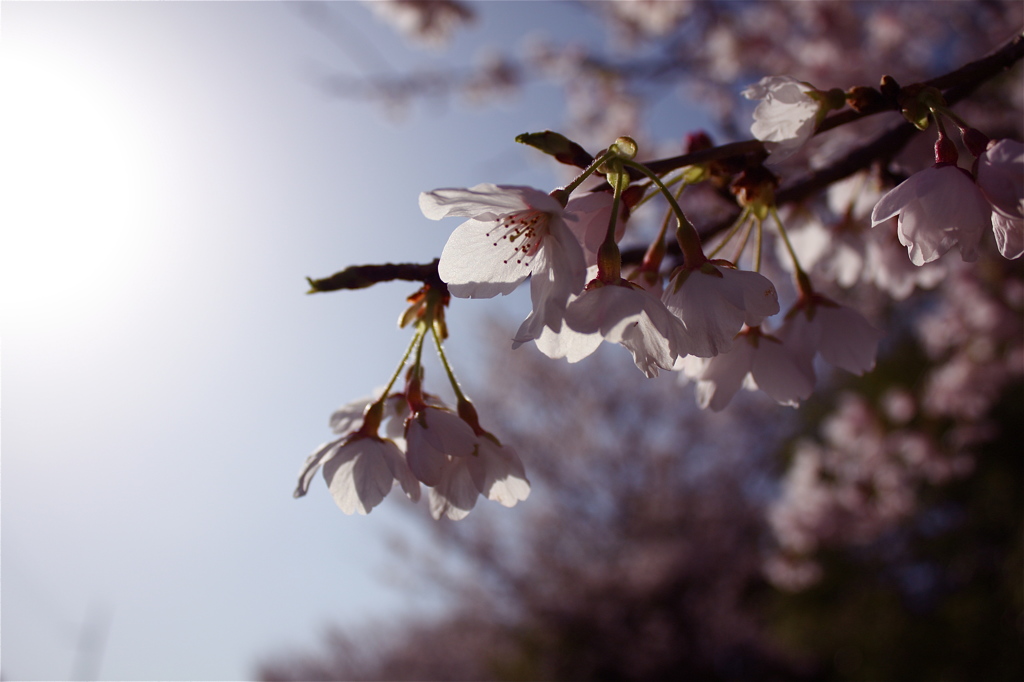 sakura