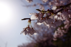sakura