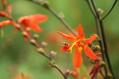 オレンジの花と虫