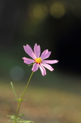 晩秋の秋桜