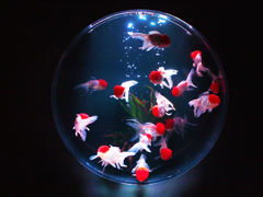 ART AQUARIUM