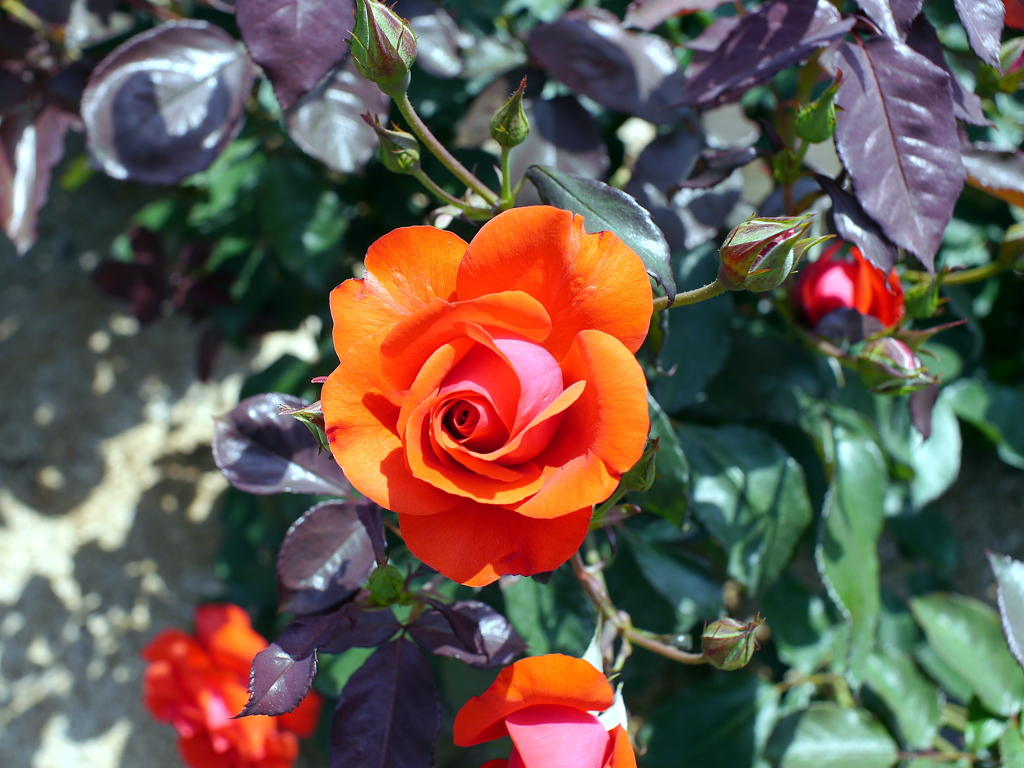 薔薇