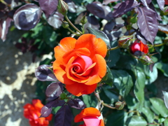 薔薇