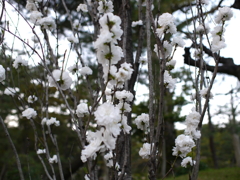 縮景園の桜