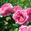 薔薇と蜜蜂