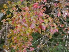 P1000244