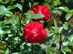 薔薇