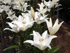 百合