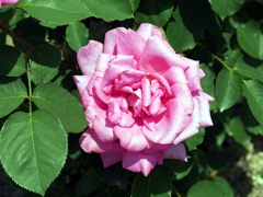 薔薇
