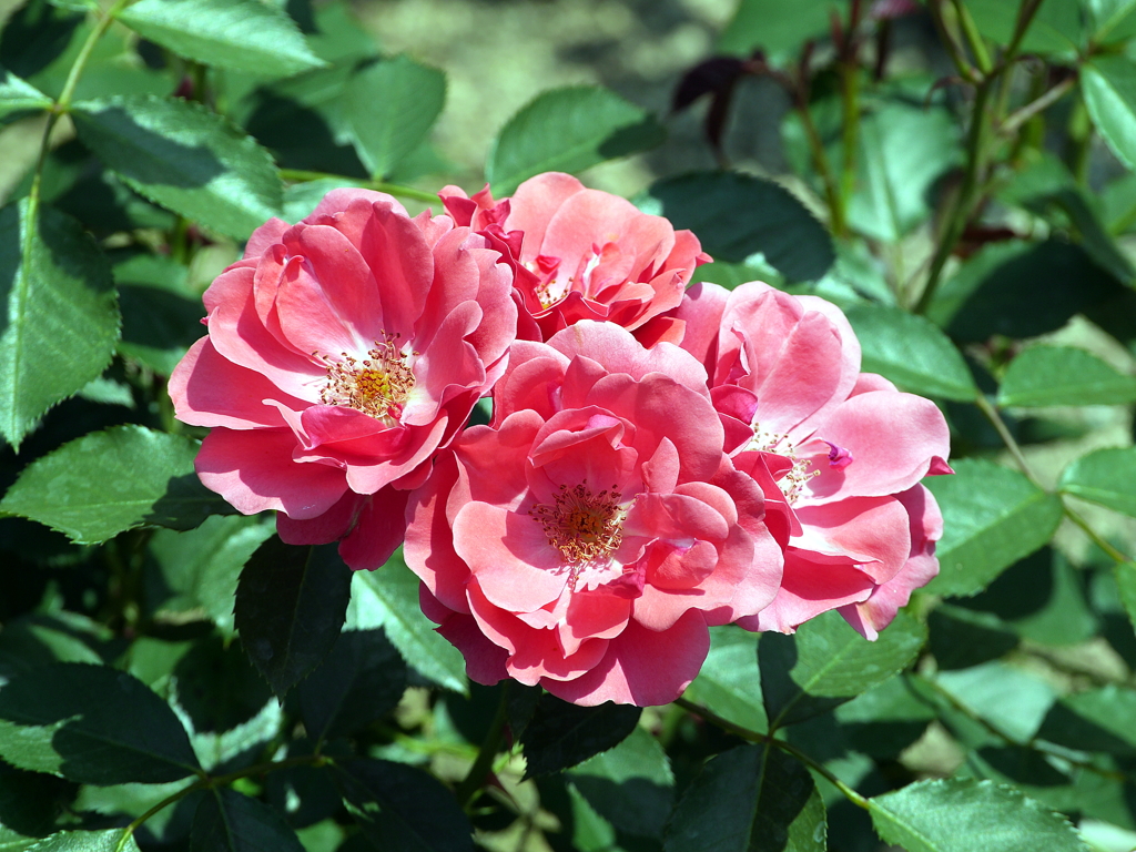 薔薇