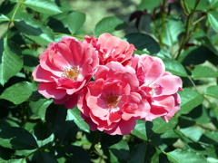 薔薇