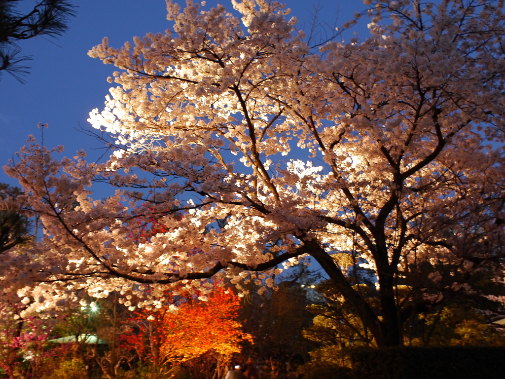 縮景園の夜桜
