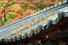 佛通寺の紅葉