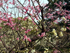 024_P1040695g