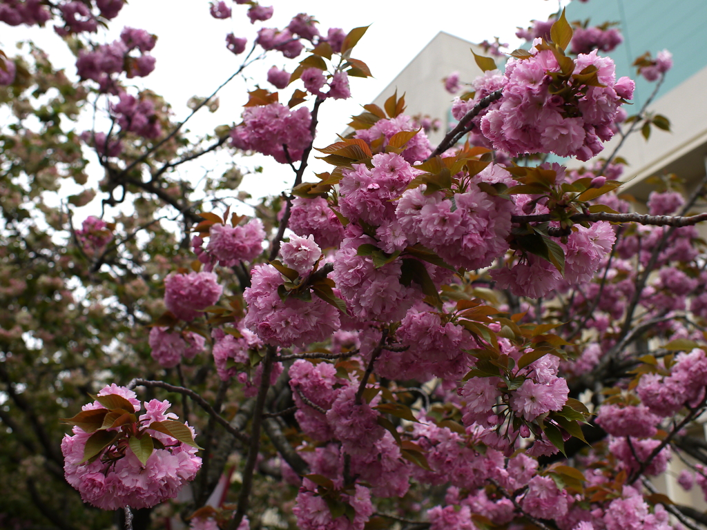 八重桜