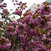 八重桜