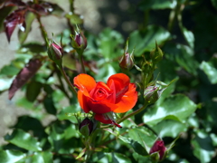 薔薇