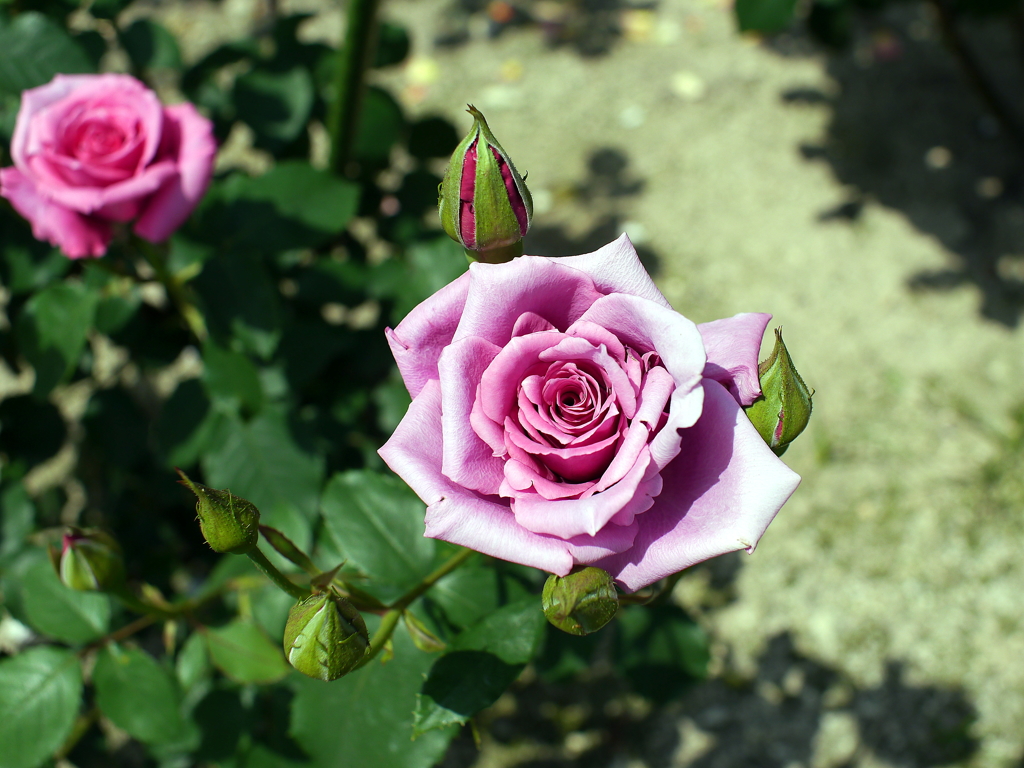 薔薇
