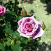 薔薇