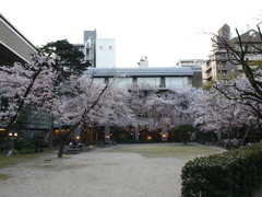 縮景園の桜