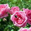 薔薇と蜜蜂