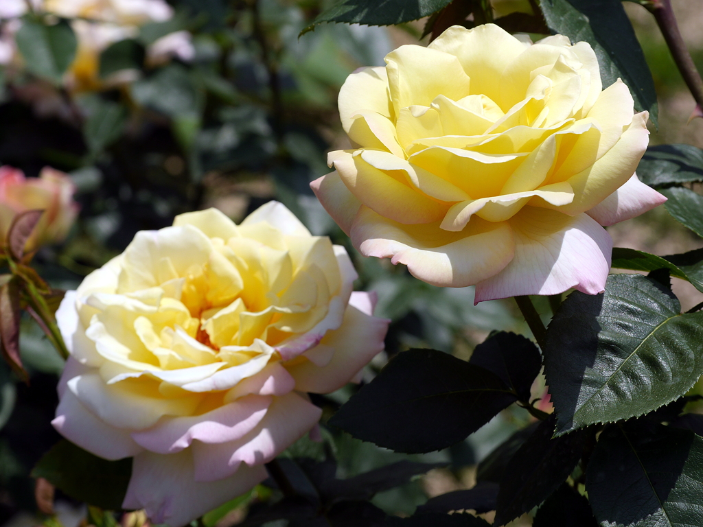 薔薇