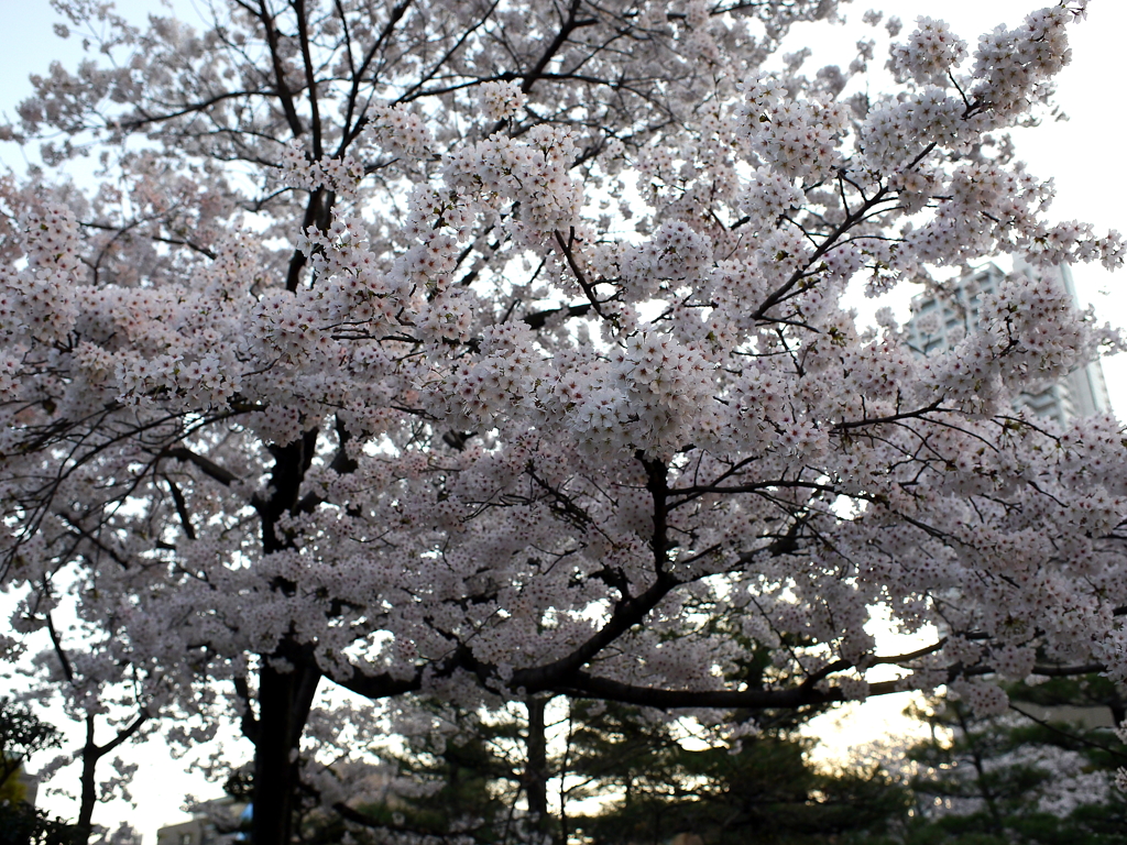 縮景園の桜