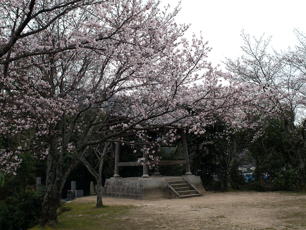 満開の桜