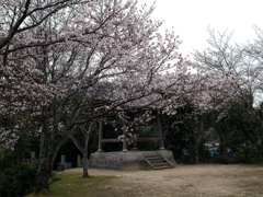 満開の桜