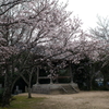 満開の桜
