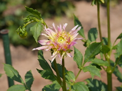 P1030064