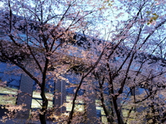 縮景園の桜