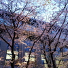 縮景園の桜