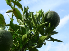 P1000759