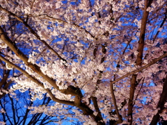 縮景園の夜桜