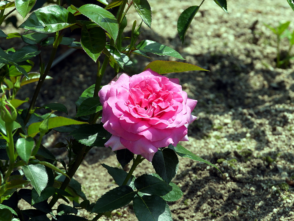 薔薇