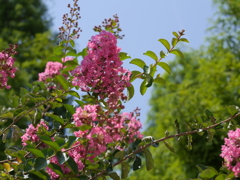 P1030154