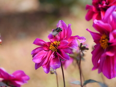 花と蜜蜂