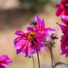 花と蜜蜂