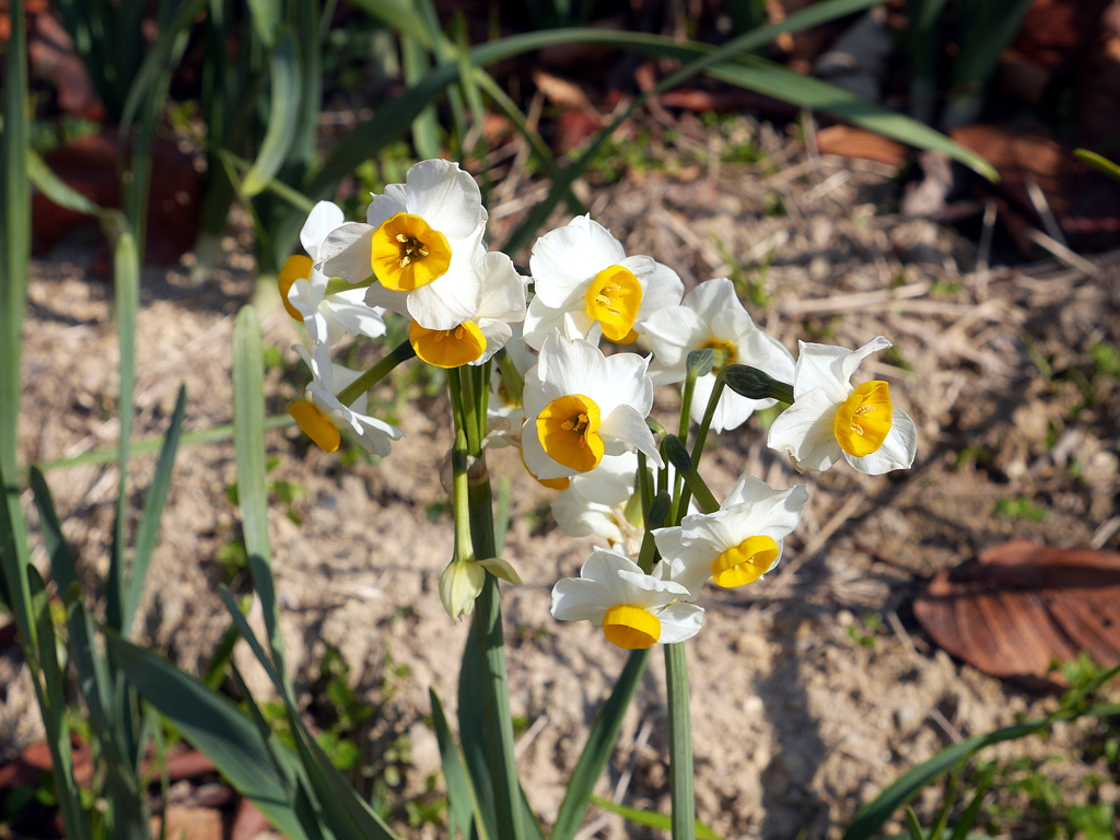 P1090125n