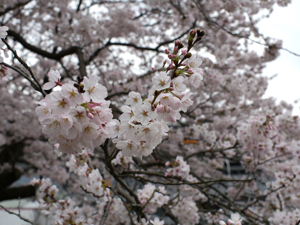 満開の桜