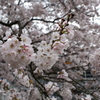 満開の桜
