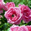 薔薇と蜜蜂