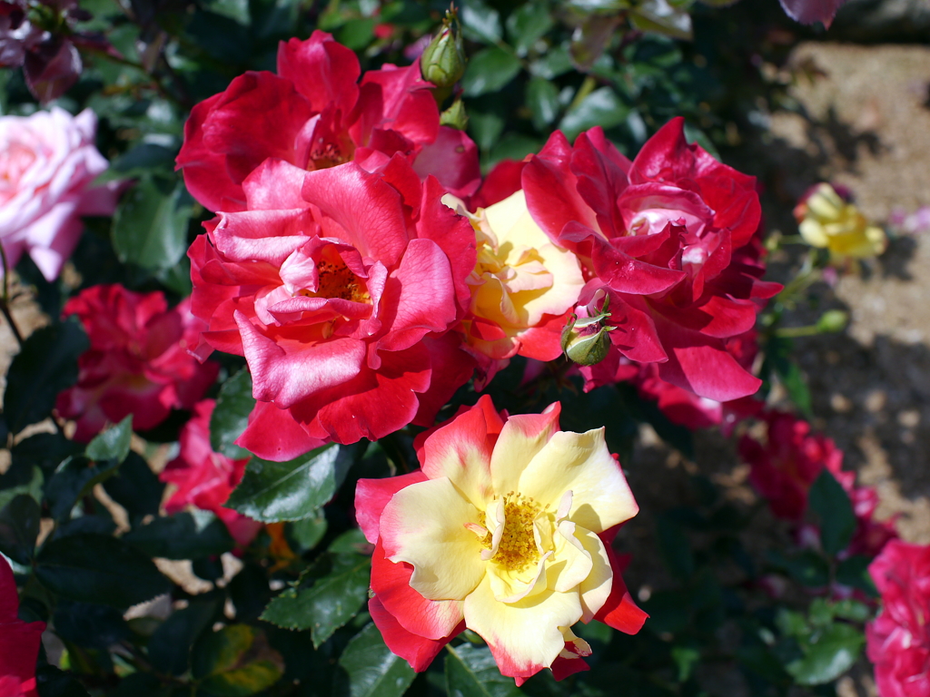 薔薇