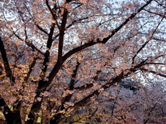 縮景園の桜
