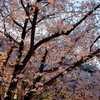 縮景園の桜