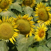 P1030077