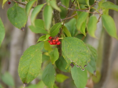 P1050562